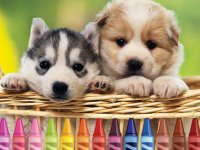Puppy Coloring Online Game for Kids