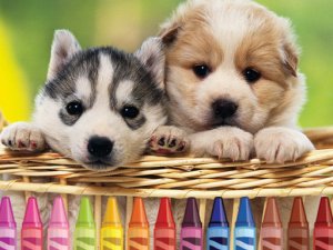 Puppy Coloring Game for Kids