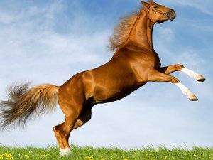 Horse Slide Puzzle Game - Sliding Puzzle